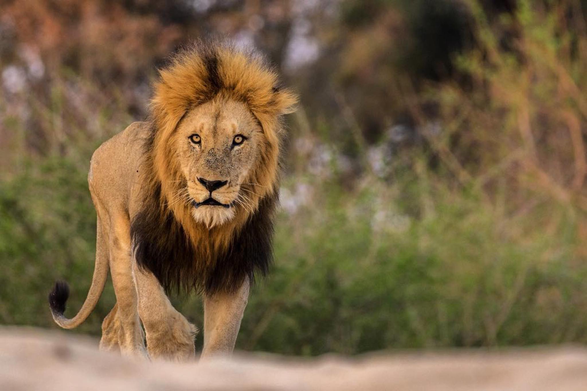 Timbavati Lodges Reservations